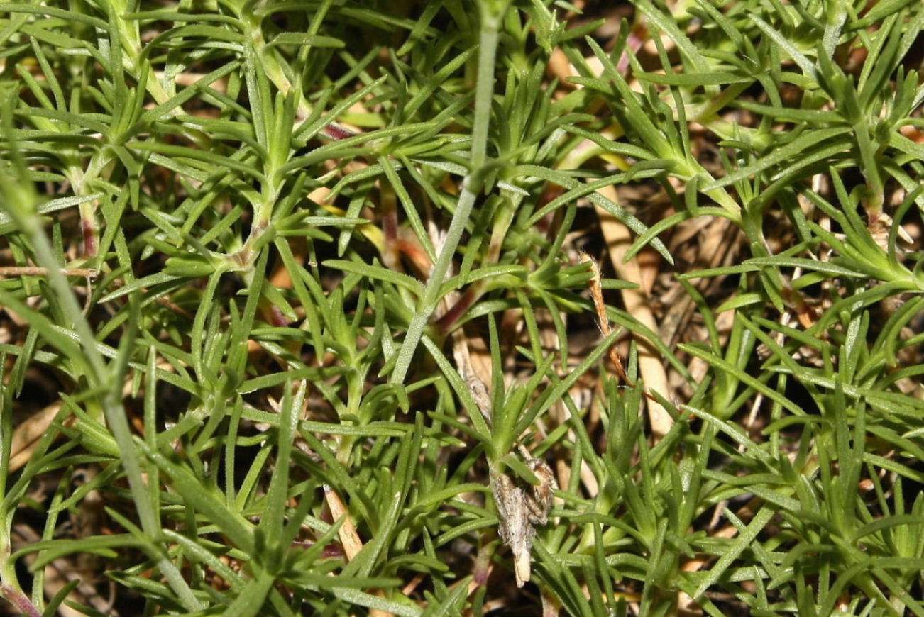 Cherleria (=Minuartia) laricifolia subsp. ophiolitica / Minuartia del serpentino